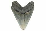 Serrated, Fossil Megalodon Tooth - South Carolina #178753-2